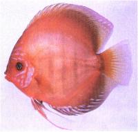 دیسکاس قهو ه ای قرمز ( Red Brown Discus)