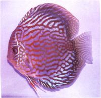 دیسکاس آبی رویال قرمز (  Red Royal Blue Discus)