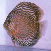 دیسکاس آبی رویال (  Royal Blue Discus)