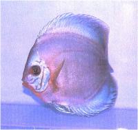 دیسکاس لاجوردی ارغوانی (  Purple Cobalt Discus)