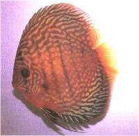 دیسکاس خال دار قرمز باله بلند ( Hi Fin Red Spotted Discus)