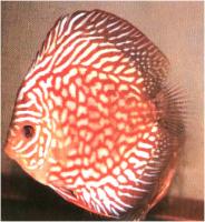 دیسکاس  رویال قرمز یاقوتی (Ruby Red Royal Discus)