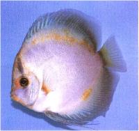 دیسکاس اژدهای طلایی (Golden Dragon Discus)