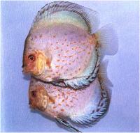 دیسکاس کبود آبی (  Blue Saphire Discus)