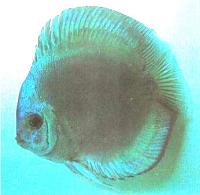 دیسکاس الماس آبی توربو (Turbo Blue Diamond Discus)