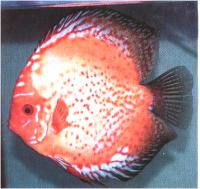 دیسکاس نارنجی خال قرمز ( Red Spotted Orange P. Discus)