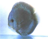 دیسکاس پوست ماری (  Snake Skin Discus)