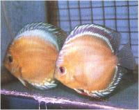 دیسکاس رنگین کمان طلایی (Golden Rainbow Discus)