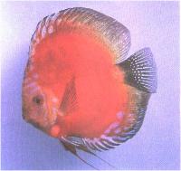 دیسکاس قرمز ماربورو (  Red Marlboro Discus)