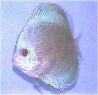 دیسکاس  فیروزه ای الماس آبی (Blue Diamond Turq. Discus)