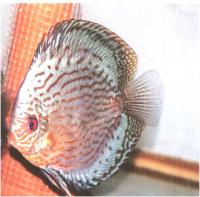 دیسکاس  فیروزه ای آبی برلیان (Brilliant Blue Turq. Discus)