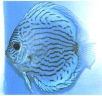 دیسکاس آبی رویال ( HiBody Brilliant Blue Discus)