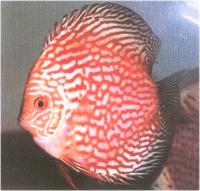 دیسکاس عقاب قرمز جدید ( New Red Eagle Discus)