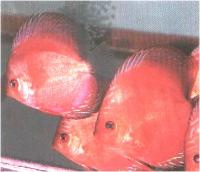دیسکاس قهوه ای خال قرمز ( Red Spotted Brown Discus)