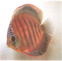 دیسکاس قهوه ای (Brown Discus NO)