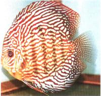 دیسکاس مرجانی قرمز (Red Coral Discus)