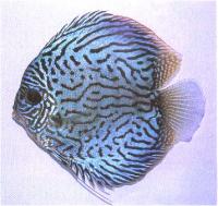 دیسکاس فیروزه ای آبی متالیک (Matalic Blue Turq. Discus)