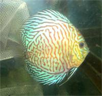 دیسکاس ببری (  Tiger Discus)