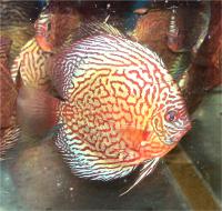 دیسکاس الماس قرمز (Red Diamond Discus)