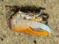 خرچنگ فیولدِر (Fioldler Crab)