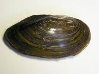 صدف آب شیرین (Fresh Waterclam)