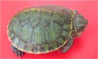 لاک پشت سبز (Green Turtles)