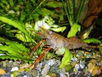 لابستر وحشی (Fresh Water Lobster Wild)