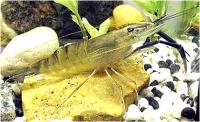 میگو غول پیکر (Giant Freshwater Prawn)