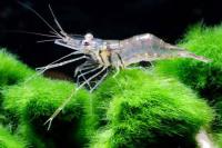 میگو شبح ( Ghost Shrimp)