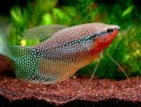 گورامی کروکینگ ( Croaking Gourami)