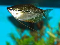 گورامی مرواریدی (Pearl Gouramy)