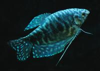 گورامی آبی (Blue Gourami)