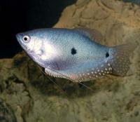 (Two Spot Gourami )