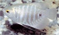 گورامی ( Gourami)