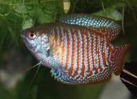 گورامی کوتوله قرمز (Dwart Gourami Red)
