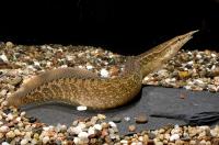 مارماهی زیگزاگی (Zigzag Eel)