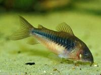 کوریدوراس سبز (Green Corydoras)