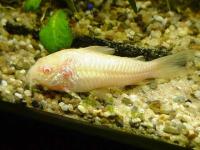 کوریدوراس آلبینو (Albino Corydoras)