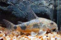 کوریدوراس پالیتوس (Corydoras Palcatus)