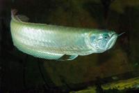 آروانا نقره ای (Silver arowana)