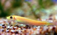 جلبک خوار طلایی و مشکی (Black & Golden Algae Eater)
