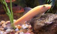 جلبک خوار آلبینو (Albino Algae Eater)