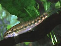 جلبک خوار (Algae Eater)