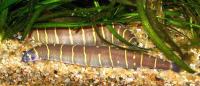 لوچ کولی (kuhli Loach)