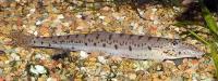 Longnose Loach