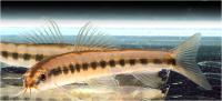 لوچ خال قرمز (Red Spot-Fin Loach)