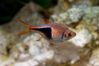 رازبورا دلقک (Harlequin Rasbora)