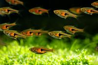 رازبورا کوپر (Cooper Rasbora)