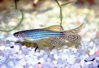 دانیو راه راه (Zebra danio)