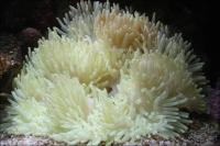شقایق سفید (white anemone)